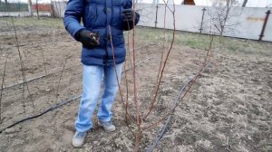 ОБРЕЗКА САЖЕНЦЕВ ПОСЛЕ ПОСАДКИ. 2. Абрикос pruning apricot