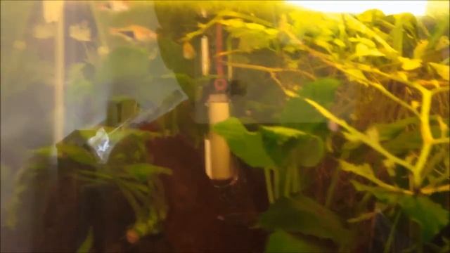 Species Profile # 17: The Harlequin Rasbora (Trigonostigma heteromorpha ) смотреть онлайн
