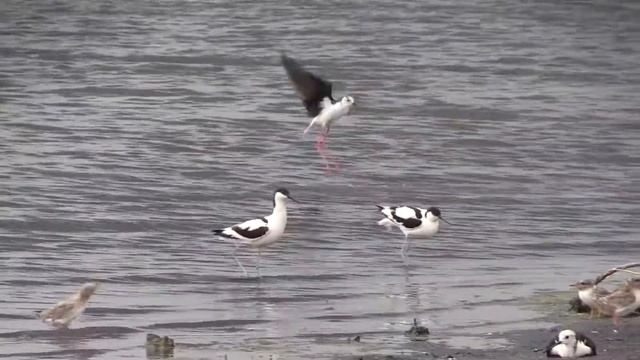 Шилоклювки Recurvirostra avosetta у лагеря Восход (оз. Курочкино) смотреть онлайн