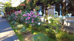 Сочи. Чёрное море. Санаторий имени М.В.Фрунзе. Июнь 2023