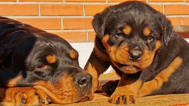 Продаётся дерзкий щенок. смотреть онлайн