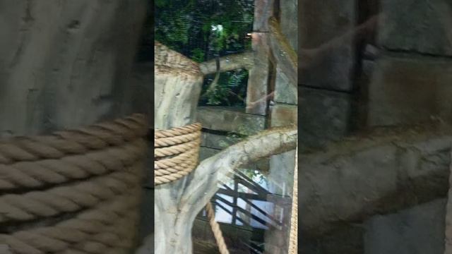 обезьянки смотреть онлайн