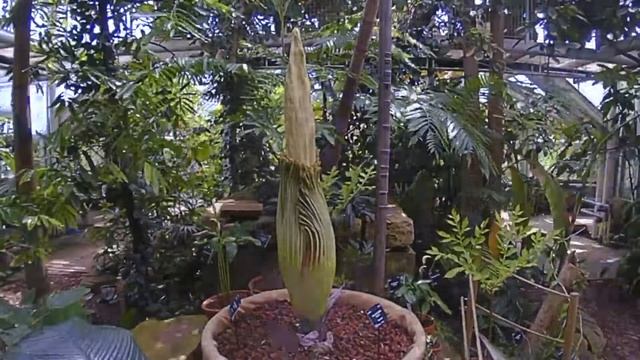Timelapse Of Titus, Titan Arum Growing 19-26 June 2017 At CUBG