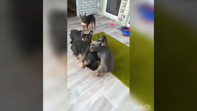 СЕМЕЙНЫЕ РАЗБОРКИ Cute Cute French Bulldogs Video # 2020 смотреть онлайн