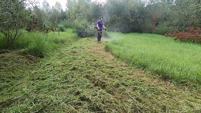 Chopping Up Some THICK Grass With Stihl FS131 Trimmer (Косим Траву С Кусторезом Штиль FS-131) #Stih смотреть онлайн