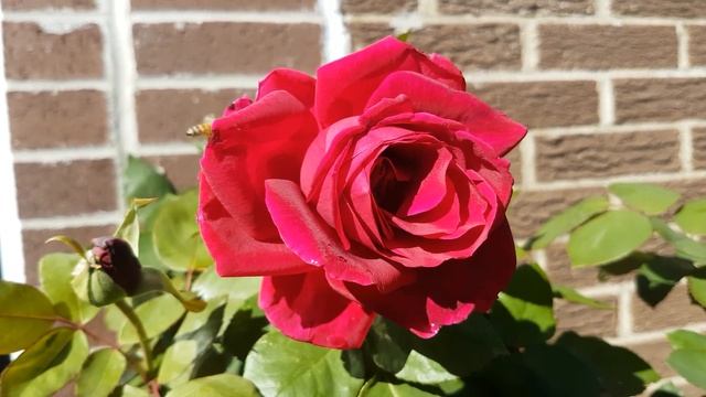 Mister Lincoln Red Rose Moje Ruže Gost U Videu Pčelica Maya 4K