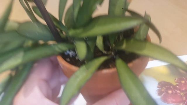 EVERY DAY A DIFFERENT HOYA:HOYA WAYETII