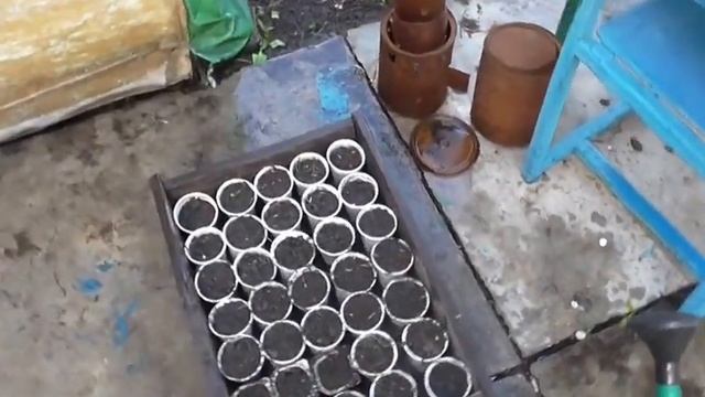 Сеем семена на рассаду. Проверка семян на всхожесть смотреть онлайн