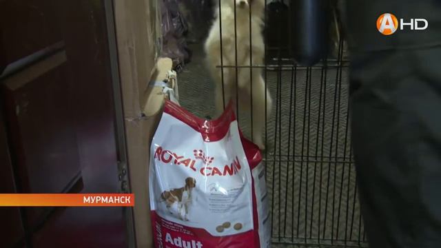 Собачий «Освенцим» - 86 породистых собак освободили из заточения смотреть онлайн