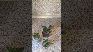 Разница между крассулой коралл, хоббит голлум и рэд хорн