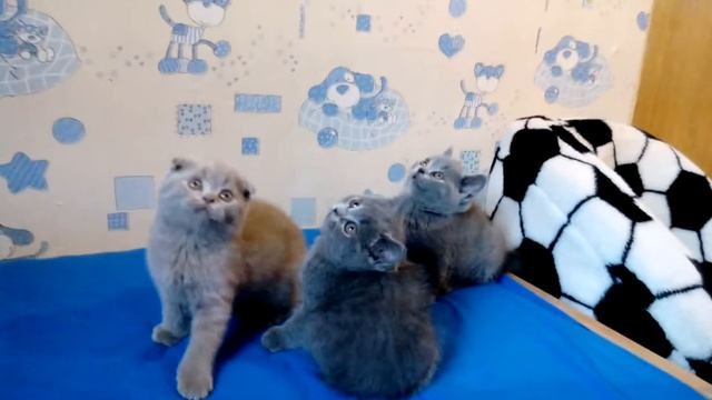 Наши котята. Лиловый шотландец смотреть онлайн