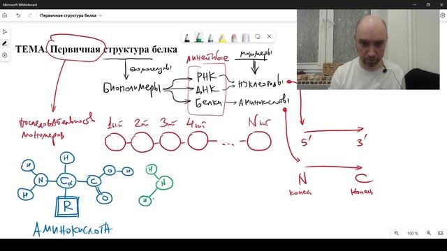 Как устроена первичная структура белка? Душкин объяснит смотреть онлайн
