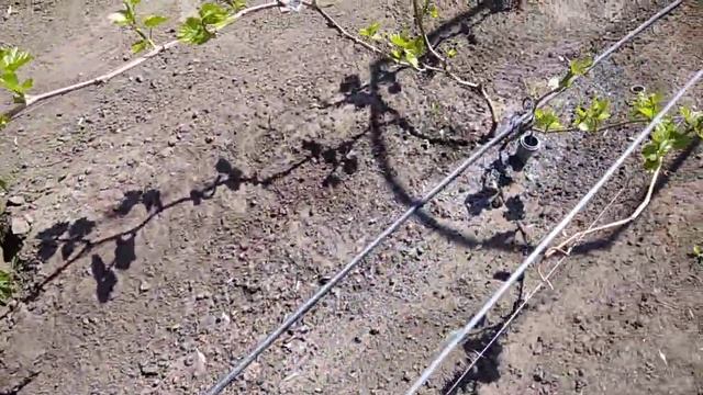 Экскурсия по питомнику винограда. Все идёт по плану. смотреть онлайн