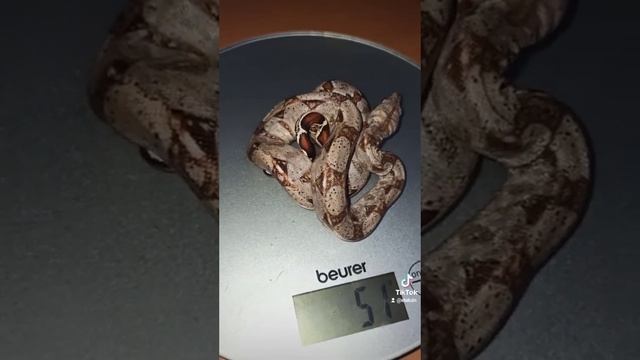 Взвешиваю питона Нормана и удавчиков Буринга с Мигеллой! смотреть онлайн