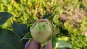 Розы в Подмосковье. Wedding (White) Piano / Вэддинг (Вайт) Пиано. Бонус London Eye/Ландэн Ай