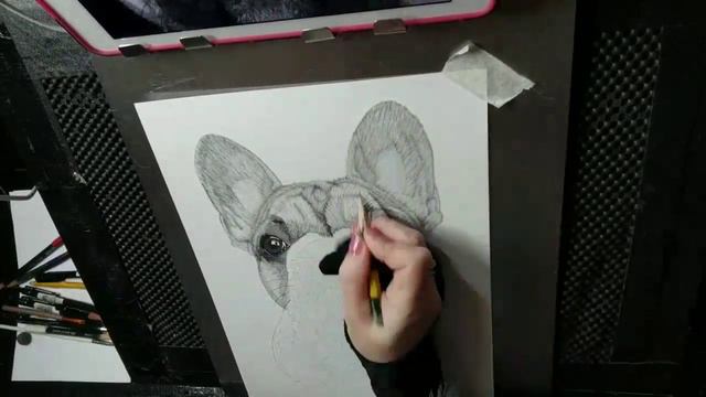 French bulldog drawing смотреть онлайн