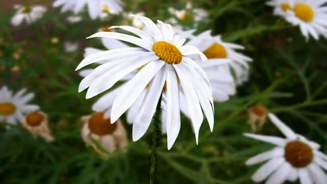 the flower смотреть онлайн