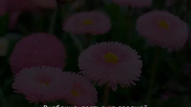 Цветы, похожие на ромашки смотреть онлайн