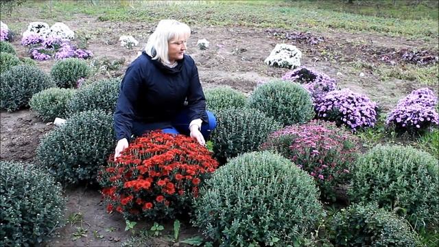 Особенности выращивания шаровидной хризантемы смотреть онлайн