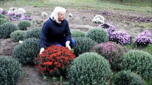 Особенности выращивания шаровидной хризантемы