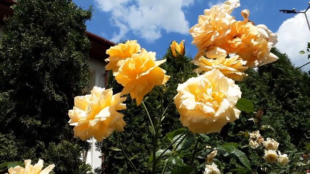 Плетисті троянди ,червень2022 #sympathie #golden#gerl #cordes #київ #україна смотреть онлайн