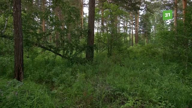 Как не стать жертвой медведя. В лесах Южного Урала каждую неделю теряется по 10 человек смотреть онлайн