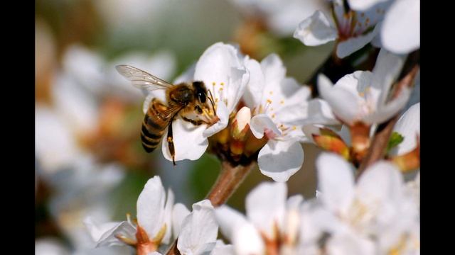 17 мая / Как жужжит пчёлка? смотреть онлайн