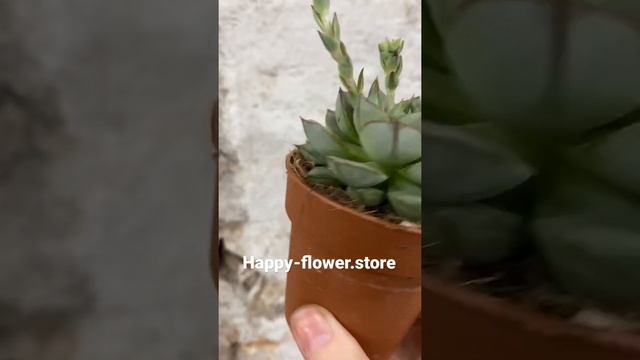 Эхеверия Фабиола 8/10 смотреть онлайн