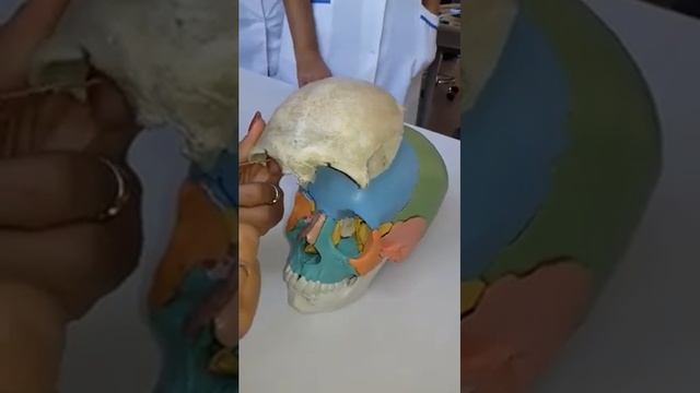 ОСНОВНЫЕ СТРУКТУРЫ ЛОБНОЙ КОСТИ