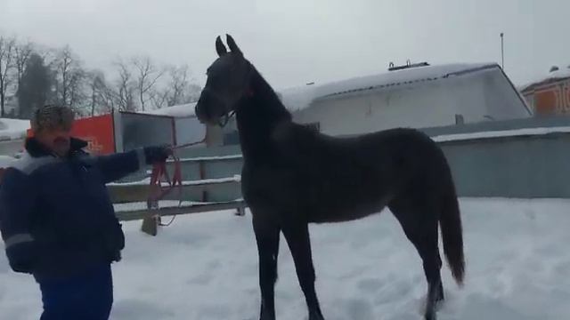 Продаётся орловский жеребёнок рос в холке 162 см 26.05.2021 (Информ Пешка) смотреть онлайн