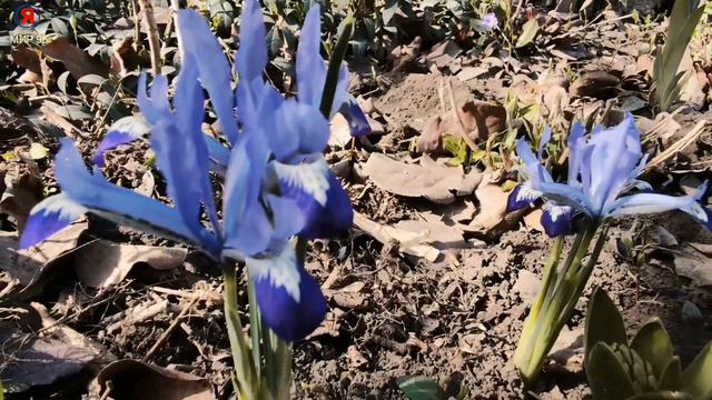 Примула - цветок который открывает весну. смотреть онлайн