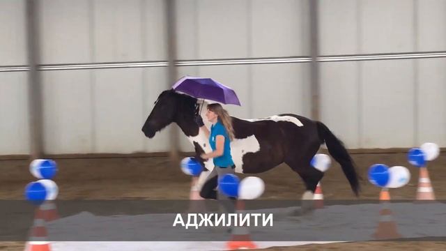 Работа с лошадью на земле: 10 вариантов смотреть онлайн