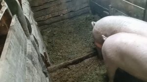 забой свиней в 6 месяцев