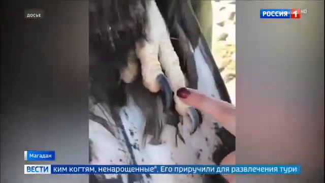 Белоплечего орлана перевезли в Екатеринбург смотреть онлайн