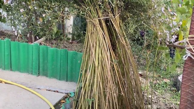 Анапа. Вечер с родителями смотреть онлайн