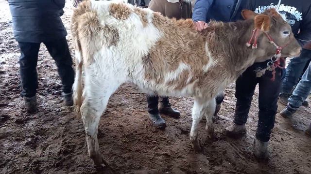 ГУНОЖИН БУКАЧАХОИ ???? 8.000СОМОН 2.000СОМОН смотреть онлайн