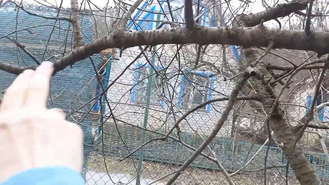 Весняне ЩЕПЛЕННЯ ЧЕРЕШЕНЬ НА ВИШНЮ🍒#Прививка Черешни#щепленнядерев#веснянещеплення#щепленнячерешні смотреть онлайн