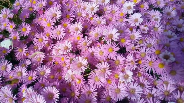 Астра ново-английская или американская. Symphyotrichum novae-angliae. смотреть онлайн