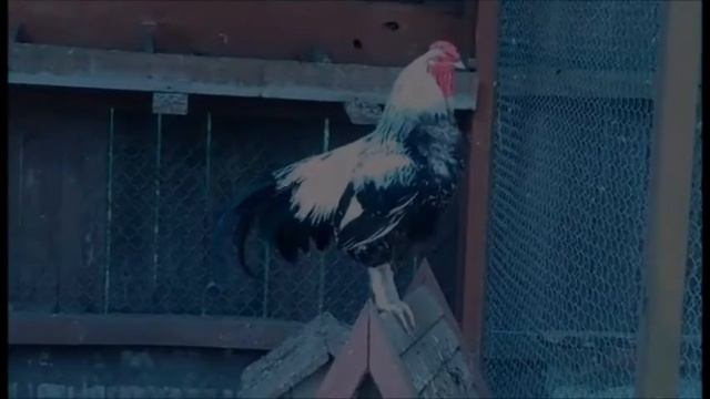 Kogut смотреть онлайн