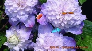 Клематис крупноцветковый Вероника Чойс ? обзор: как сажать, рассада клематиса Вероника Чойс