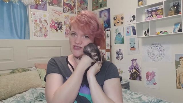 FuffyFerrets Ferret Introduction смотреть онлайн