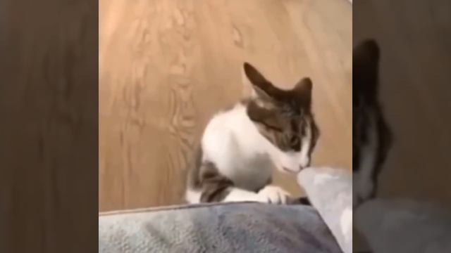Приколы с котиками. Котики #44 смотреть онлайн