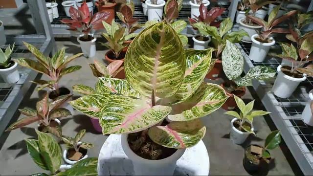 LIVE FLASH DIEL DAN GIVE AWAY 15POT AGLONEMA смотреть онлайн