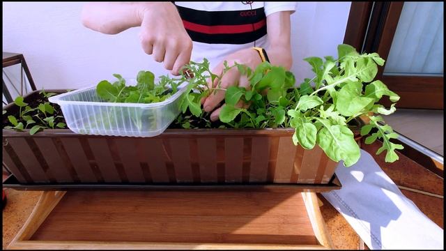 Не знаю, куда девать рукколу. Конвейер на лоджии. смотреть онлайн