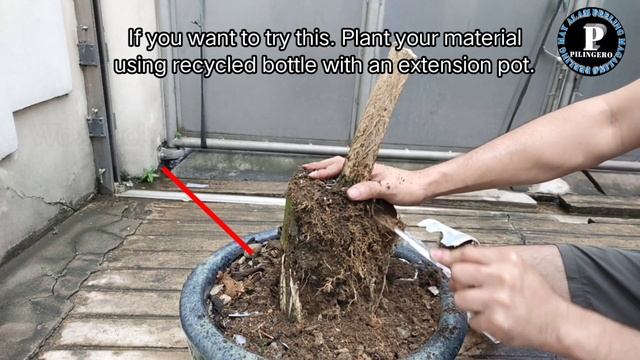 ACACIA TREE BONSAI EXPOSE ROOT + Bonsai Tips And Tutorial