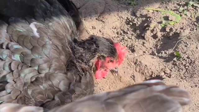 Под звуки сада. Короткий привет, мои дорогие Едино-мышленники и друзья смотреть онлайн