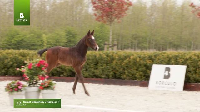 2021| Rolex (Cornet Obolensky x Namelus R) смотреть онлайн