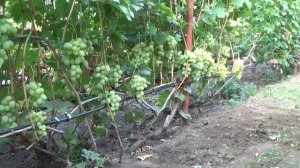 Высокоурожайный и крупноплодный виноград