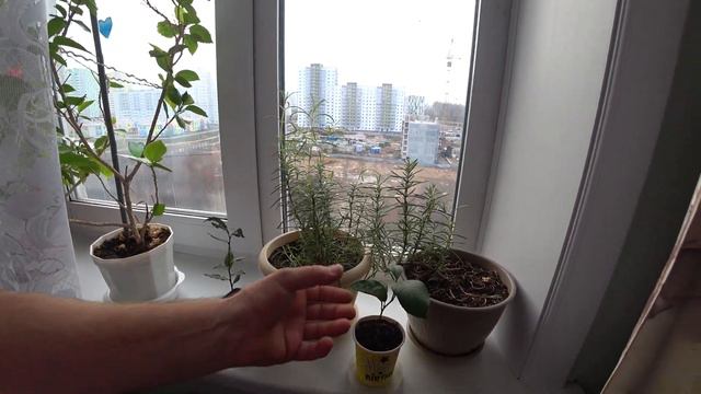 Зелёный огород на подоконнике. смотреть онлайн
