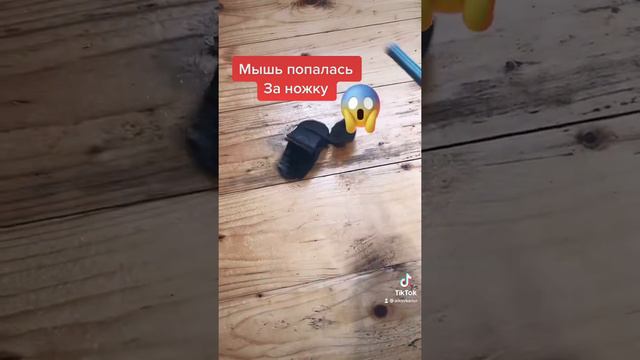 Мышь попалась за ножку. 😨 смотреть онлайн